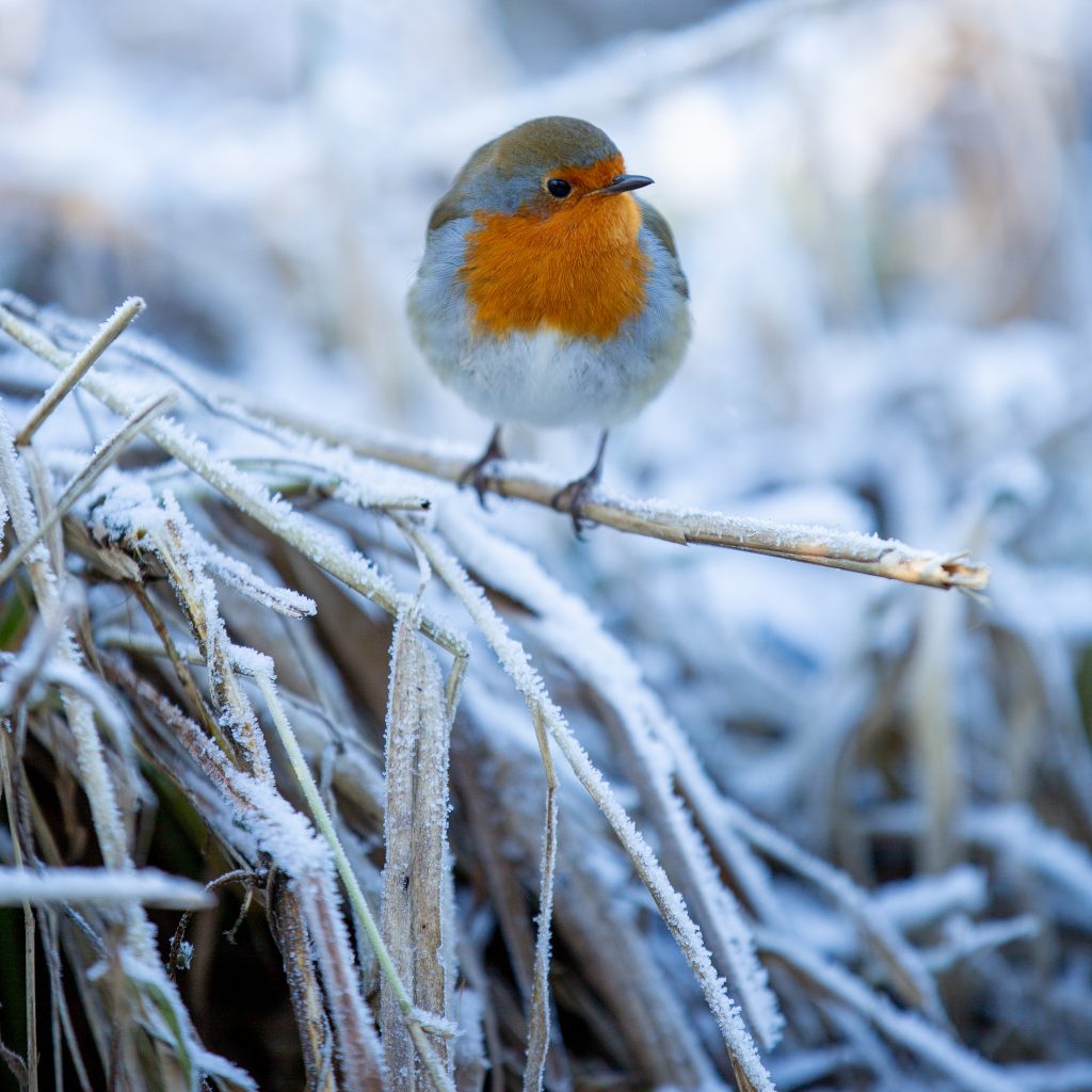 Robin Redbreast