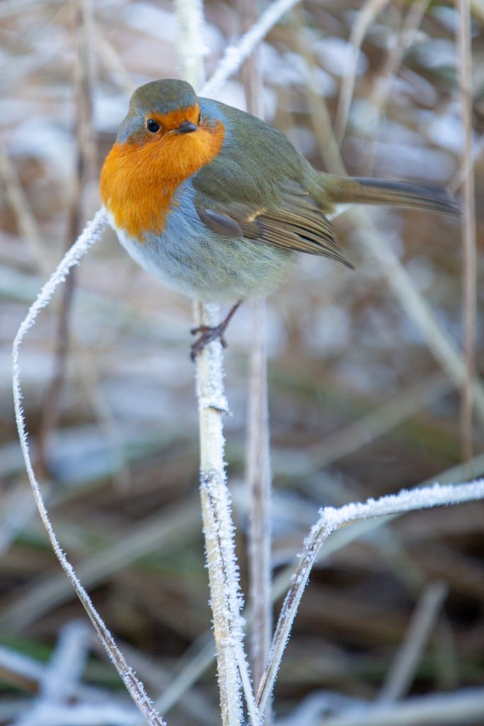 Robin Redbreast