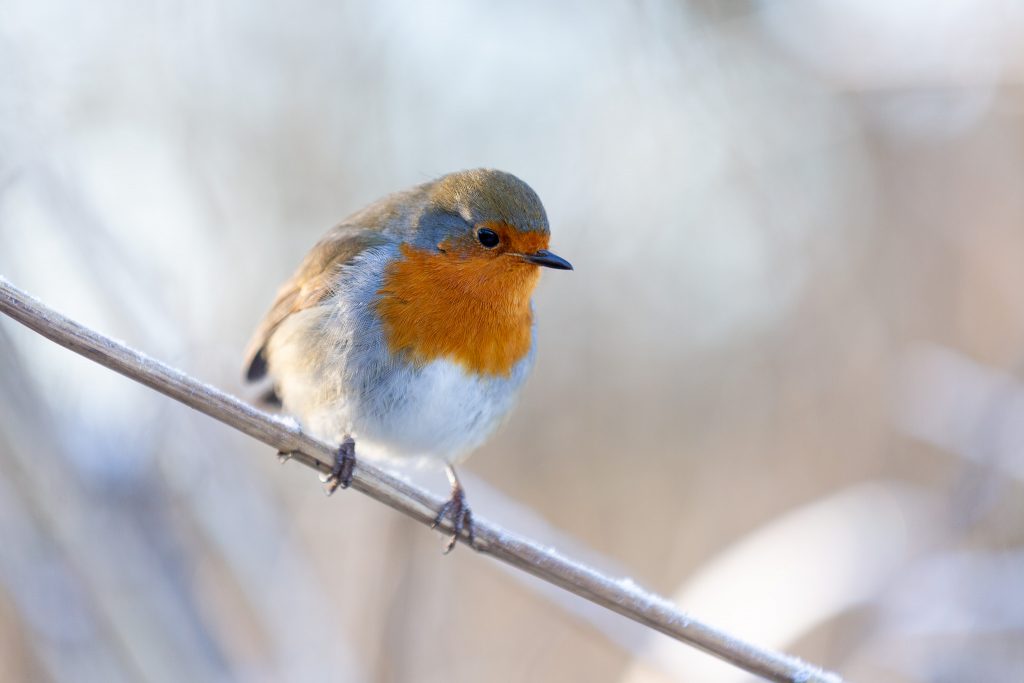 Robin Redbreast