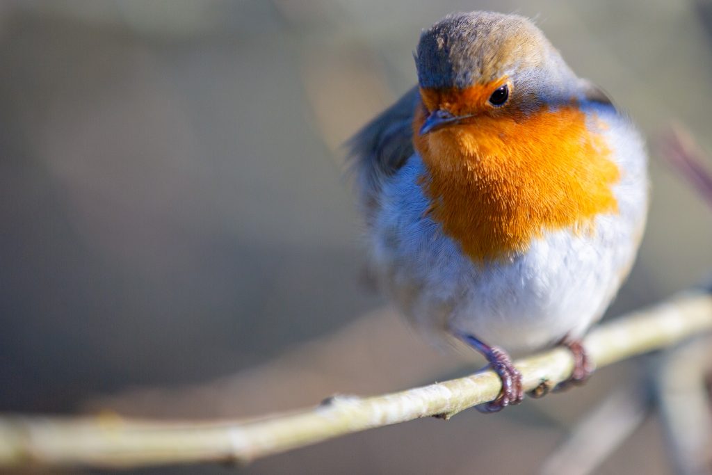 Robin Redbreast