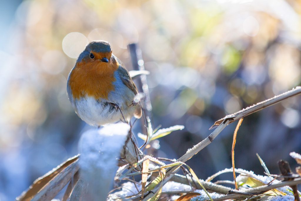 Robin Redbreast