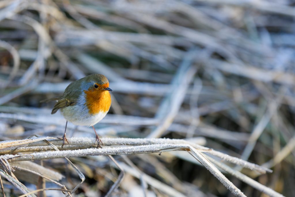 C5D_wildlife